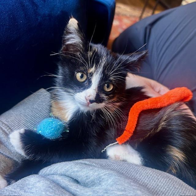 Phoenix, an adopted Domestic Medium Hair in Hudson, WI image 1/6