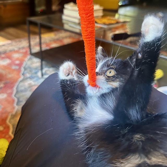 Phoenix, an adopted Domestic Medium Hair in Hudson, WI image 3/6
