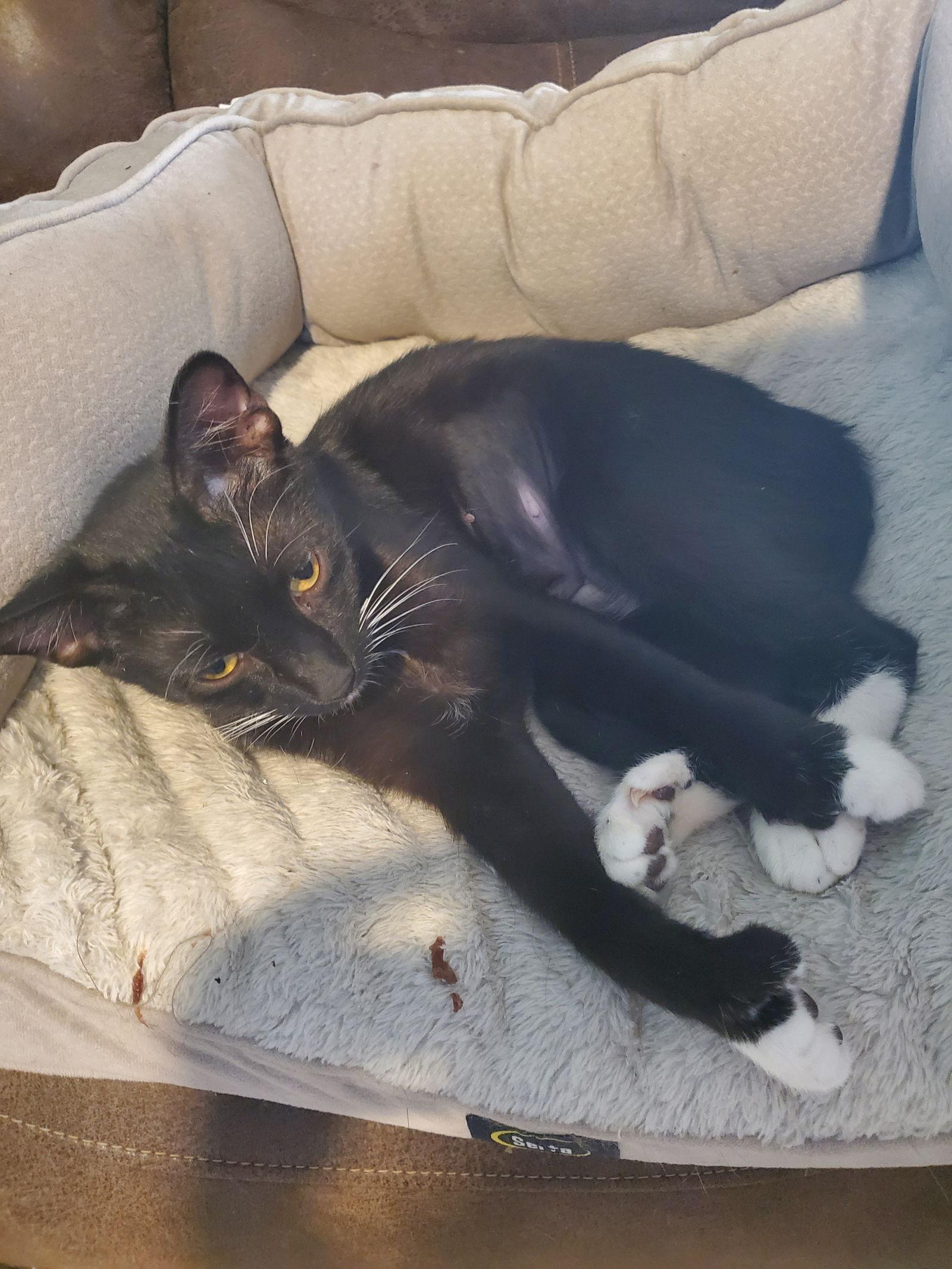 Enlarge Cardamom (3348), a Adoptable Extra-Toes Cat / Hemingway Polydactyl in Wesley Chapel, FL image 1/1