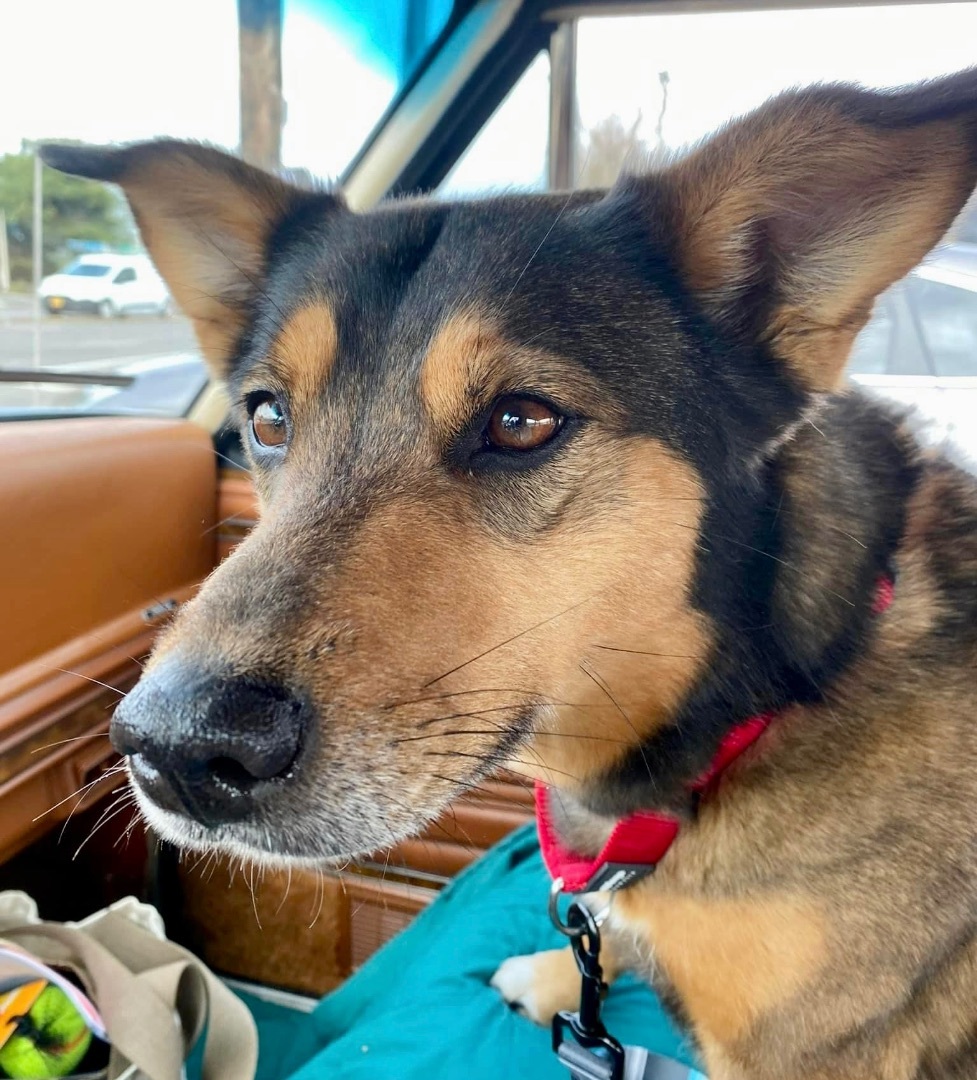 Enlarge Tanner, a Adopted mixed breed in PORTLAND, OR image 1/6