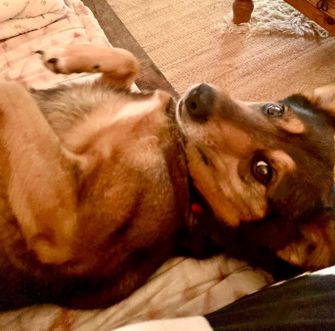 Enlarge Tanner, a Adopted mixed breed in PORTLAND, OR image 2/6