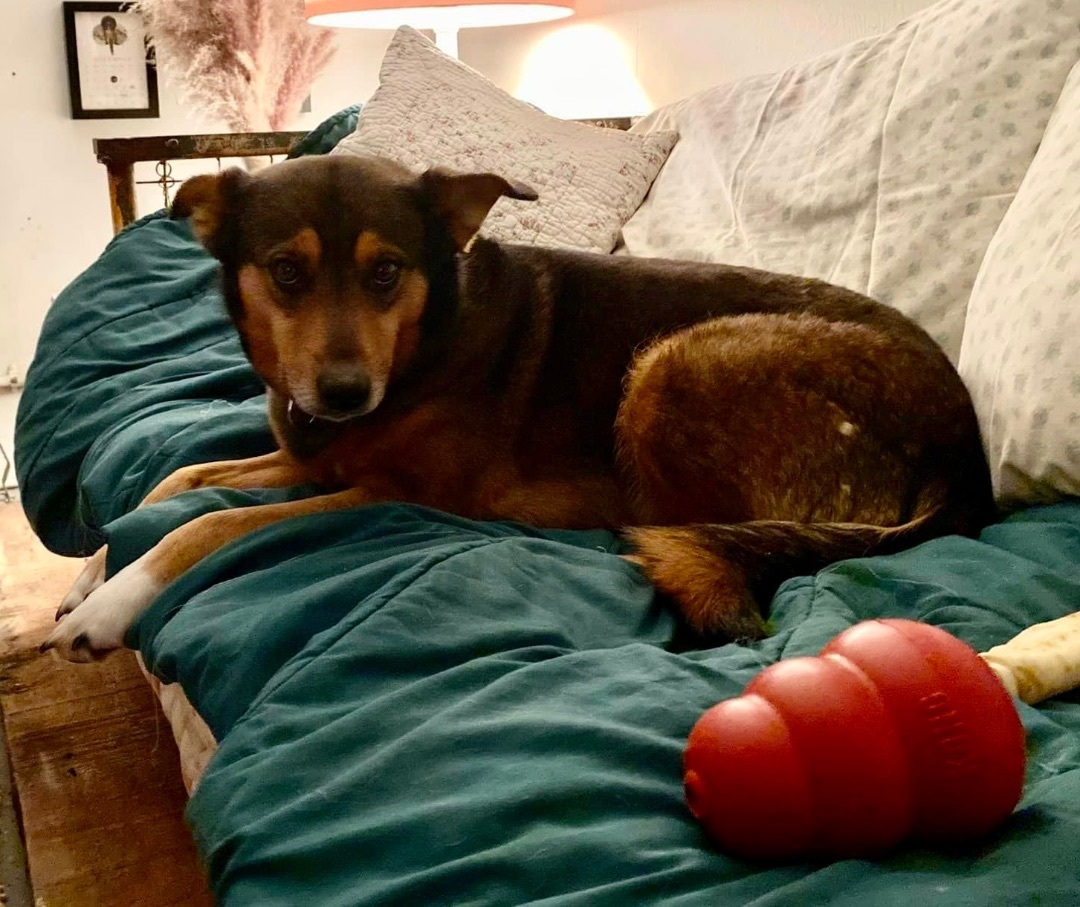Enlarge Tanner, a Adopted mixed breed in PORTLAND, OR image 3/6