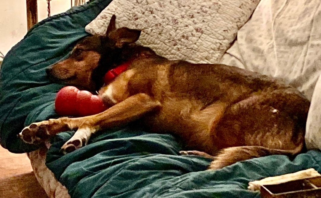 Enlarge Tanner, a Adopted mixed breed in PORTLAND, OR image 4/6