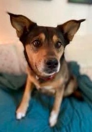 Enlarge Tanner, a Adopted mixed breed in PORTLAND, OR image 5/6