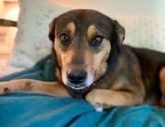 Enlarge Tanner, a Adopted mixed breed in PORTLAND, OR image 6/6