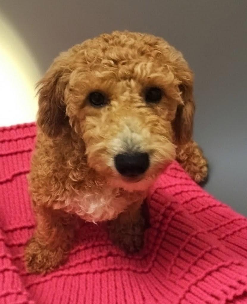 Enlarge Dillon-4mo Old Puppy!, a Adopted mixed breed in Fort Myers, FL image 1/2