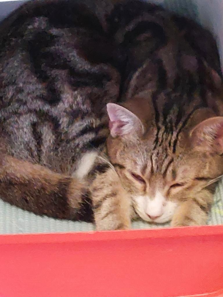 Phoebe, Adoptable, Young Female Domestic Short Hair.