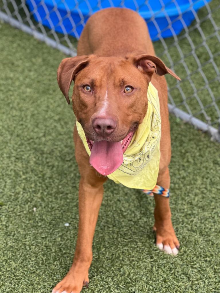 Napoleon, Adoptable, Young Male Labrador Retriever.