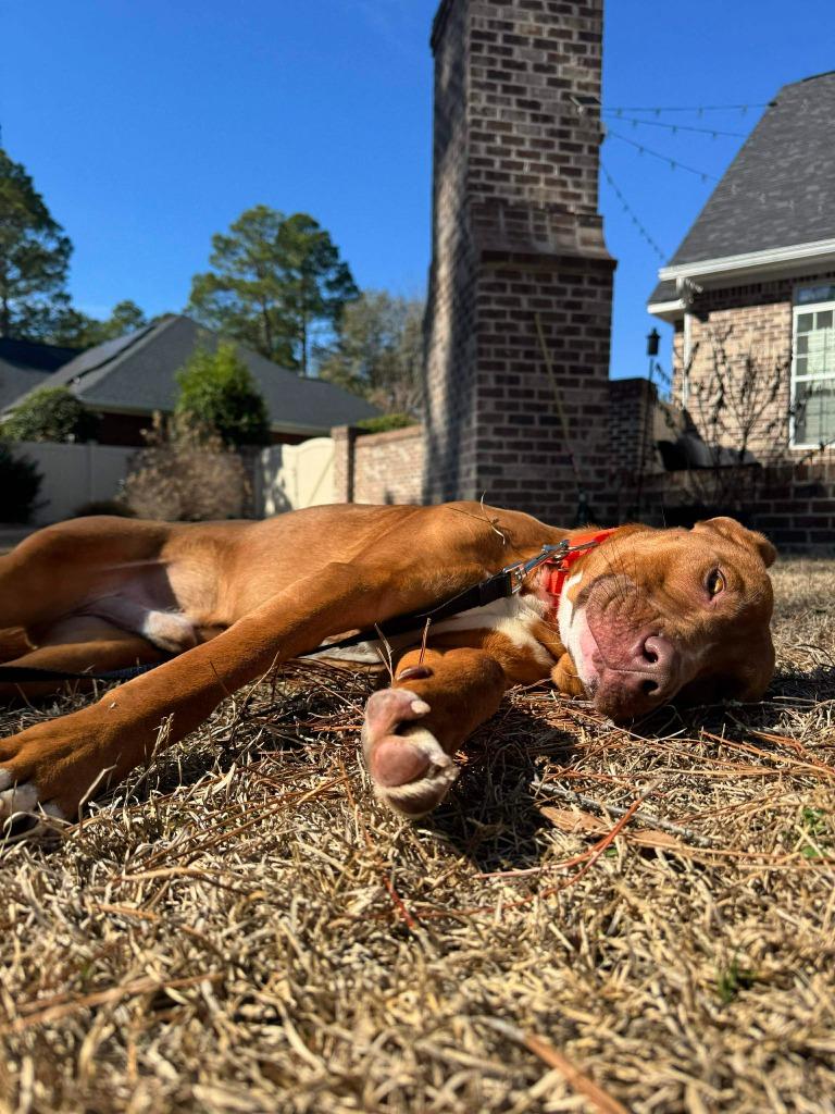 Enlarge Napoleon, a Adoptable mixed breed in Hartsville, SC image 2/6