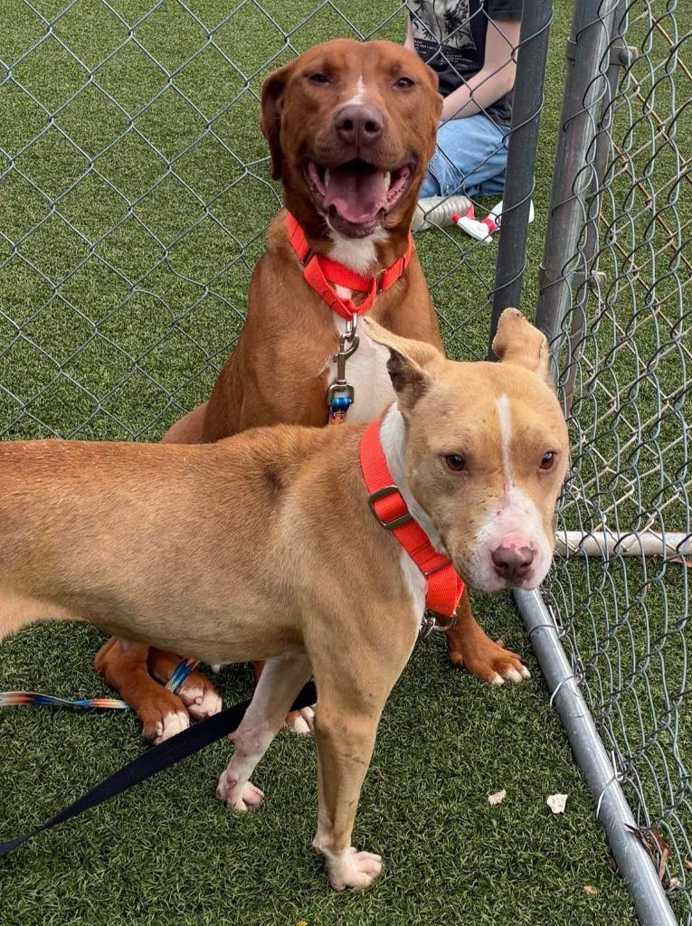 Enlarge Napoleon, a Adoptable mixed breed in Hartsville, SC image 3/6