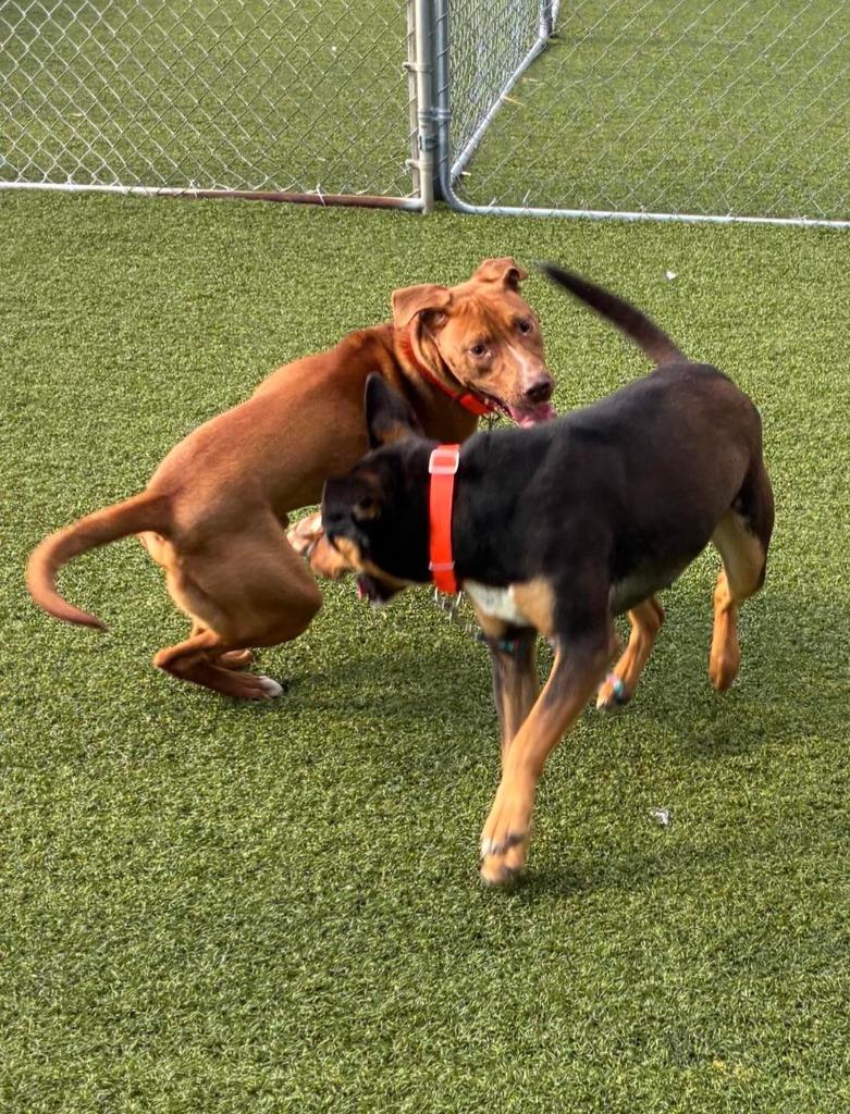 Enlarge Napoleon, a Adoptable mixed breed in Hartsville, SC image 5/6