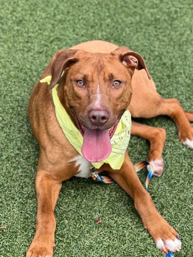 Enlarge Napoleon, a Adoptable mixed breed in Hartsville, SC image 6/6