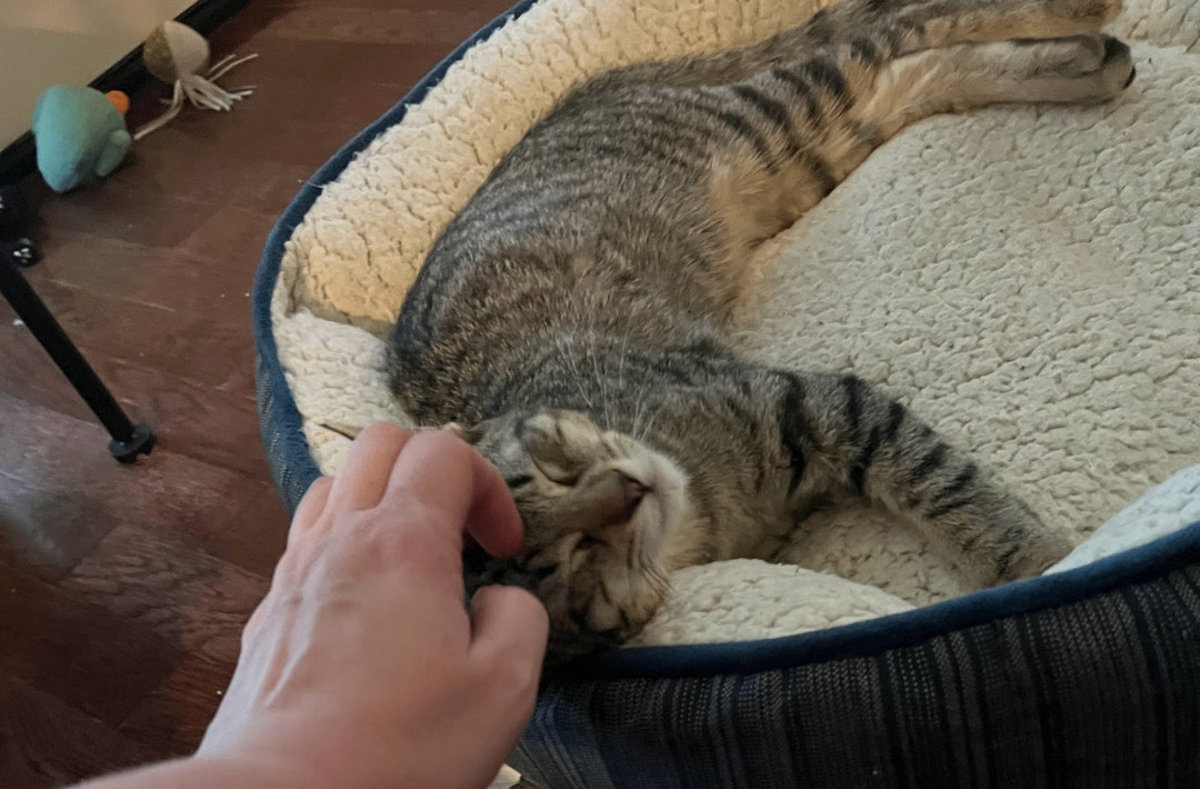 Enlarge EV (electronic vehicle), a Adoptable Domestic Short Hair in Fort Worth, TX image 1/4