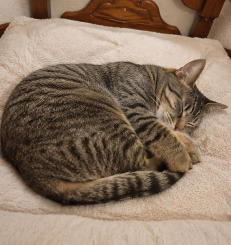 EV (electronic vehicle), a Adoptable Domestic Short Hair in Fort Worth, TX image 5/6