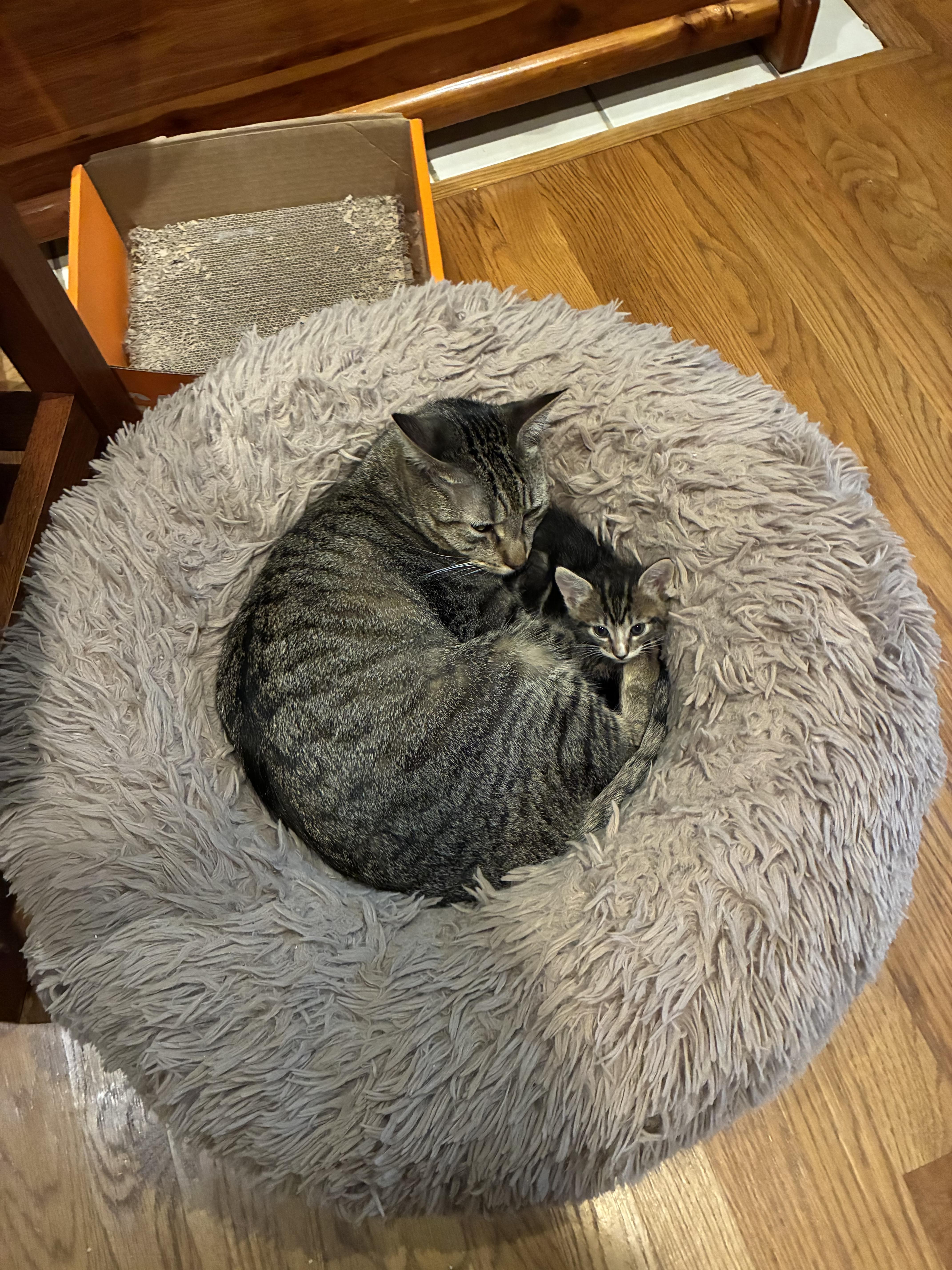 EV (electronic vehicle), a Adoptable Domestic Short Hair in Fort Worth, TX image 4/6