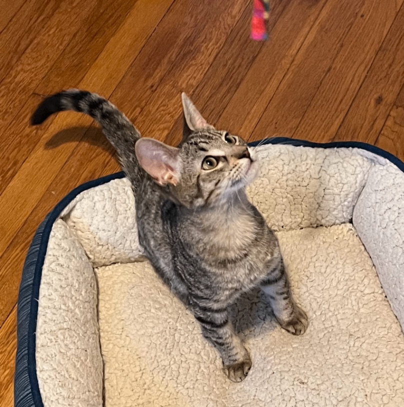 EV (electronic vehicle), Baby Male Domestic Short Hair