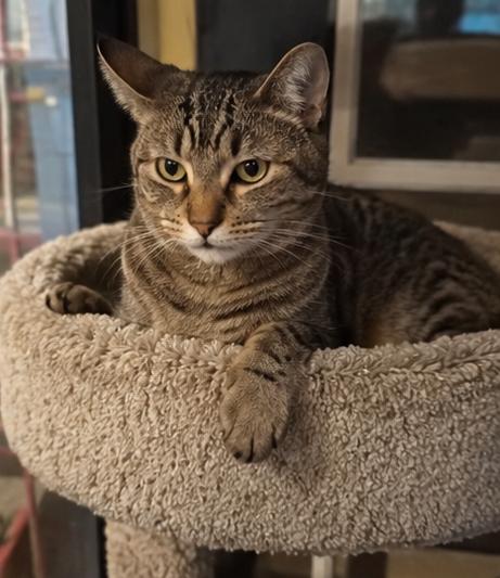 EV (electronic vehicle), a Adoptable Domestic Short Hair in Fort Worth, TX image 3/6