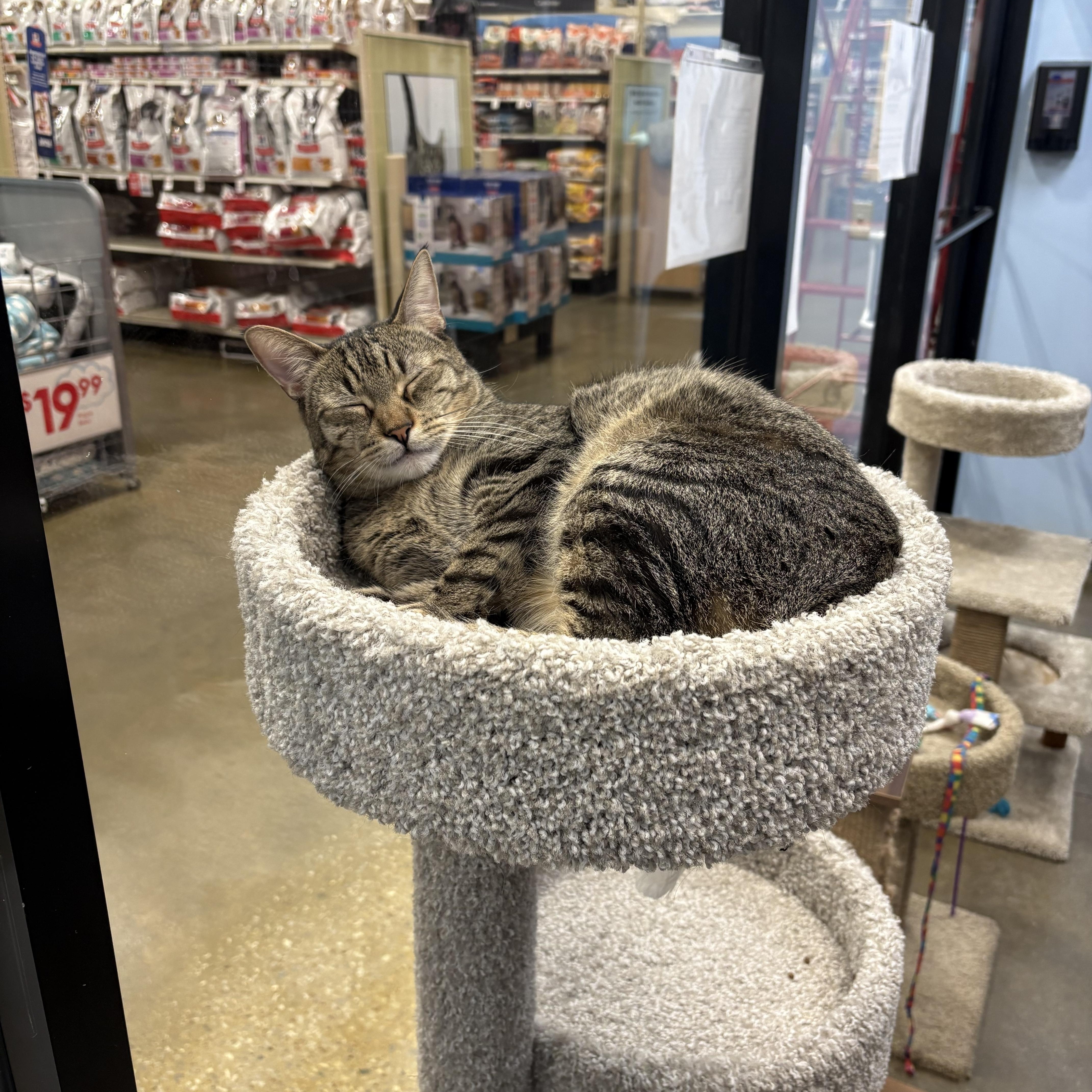 EV (electronic vehicle), a Adoptable Domestic Short Hair in Fort Worth, TX image 6/6