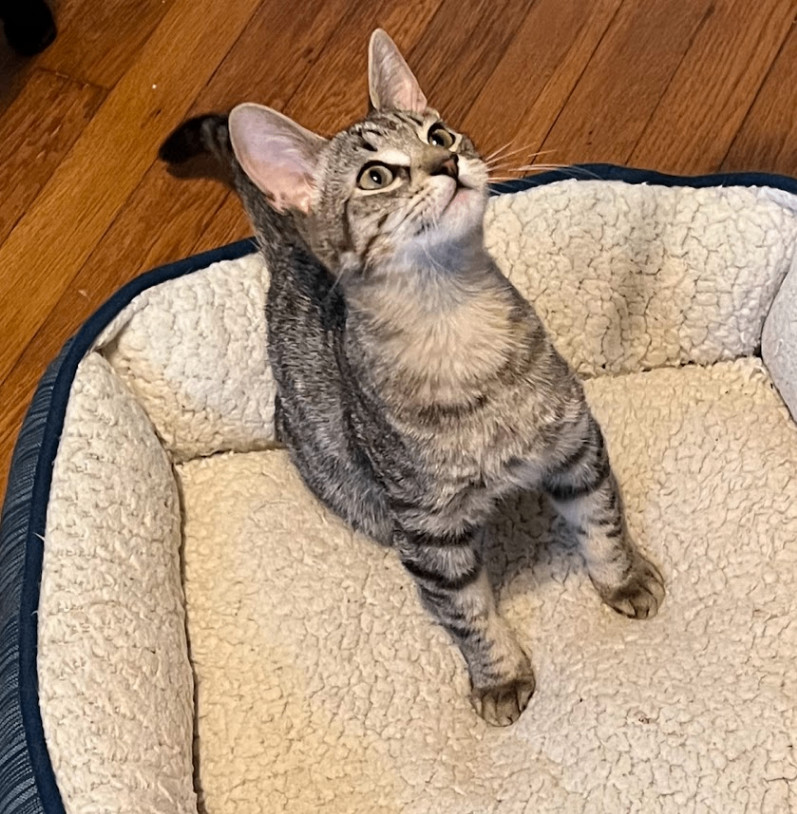 Enlarge EV (electronic vehicle), a Adoptable Domestic Short Hair in Fort Worth, TX image 4/4