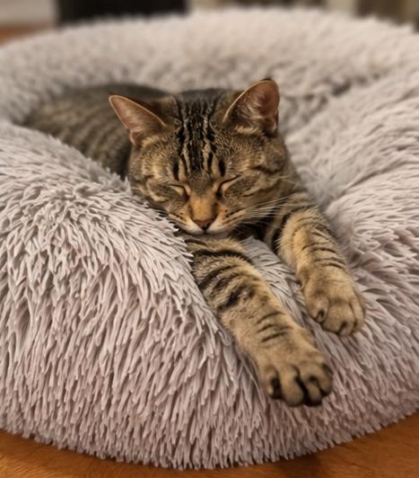 EV (electronic vehicle), a Adoptable Domestic Short Hair in Fort Worth, TX image 2/6
