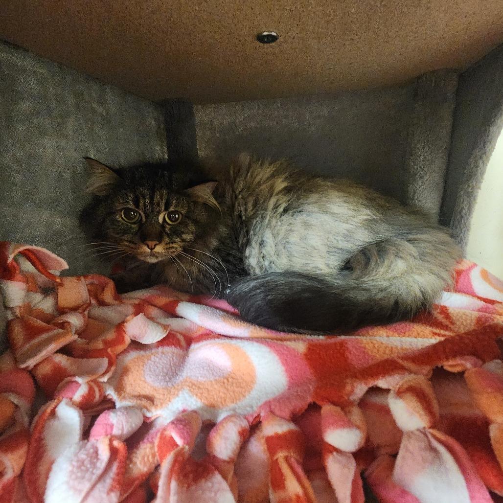 Enlarge Lylla, a Adoptable Domestic Long Hair in Naperville, IL image 1/1