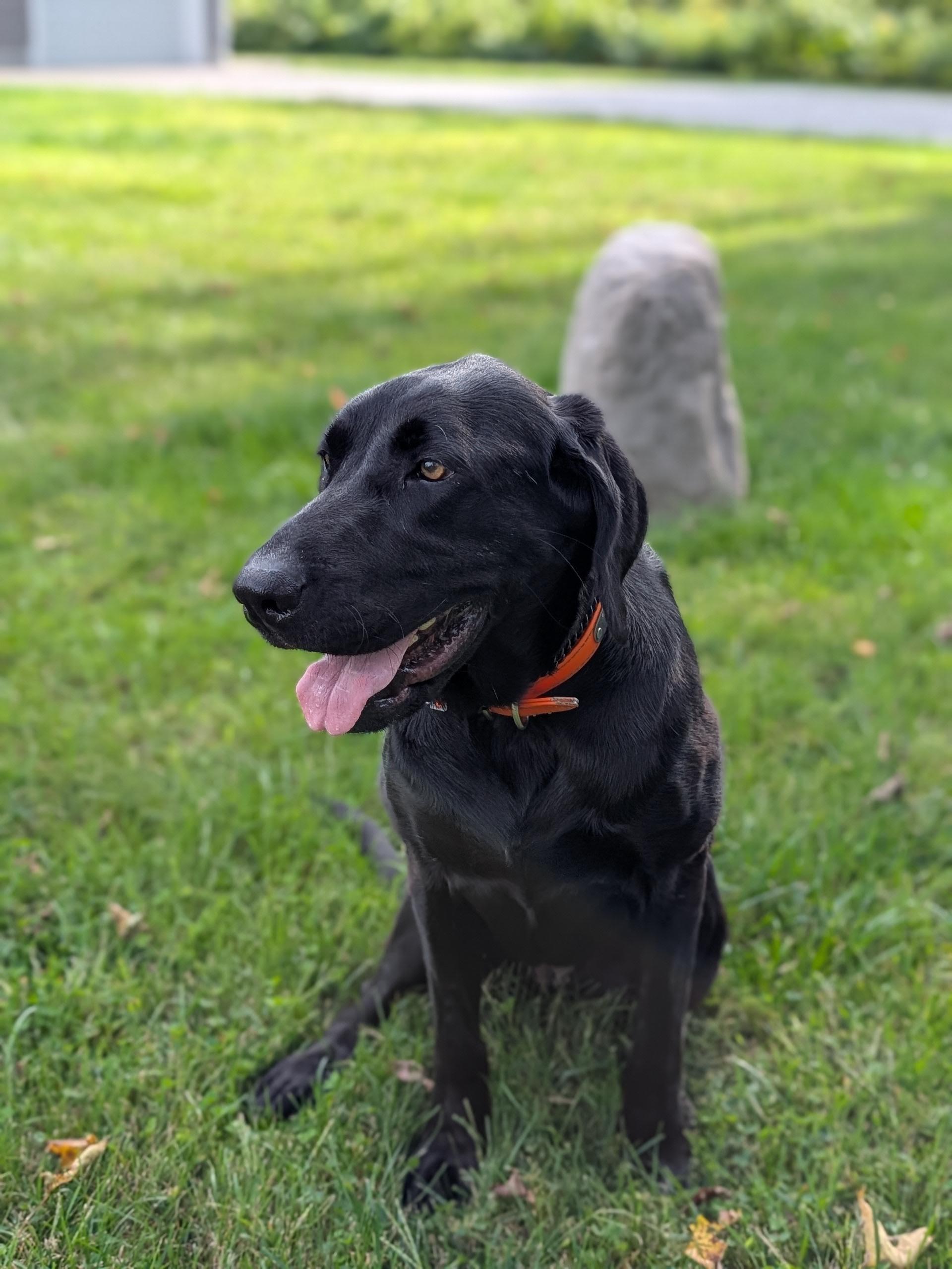 Macy, ADOPTABLE, Adult Female Labrador Retriever.