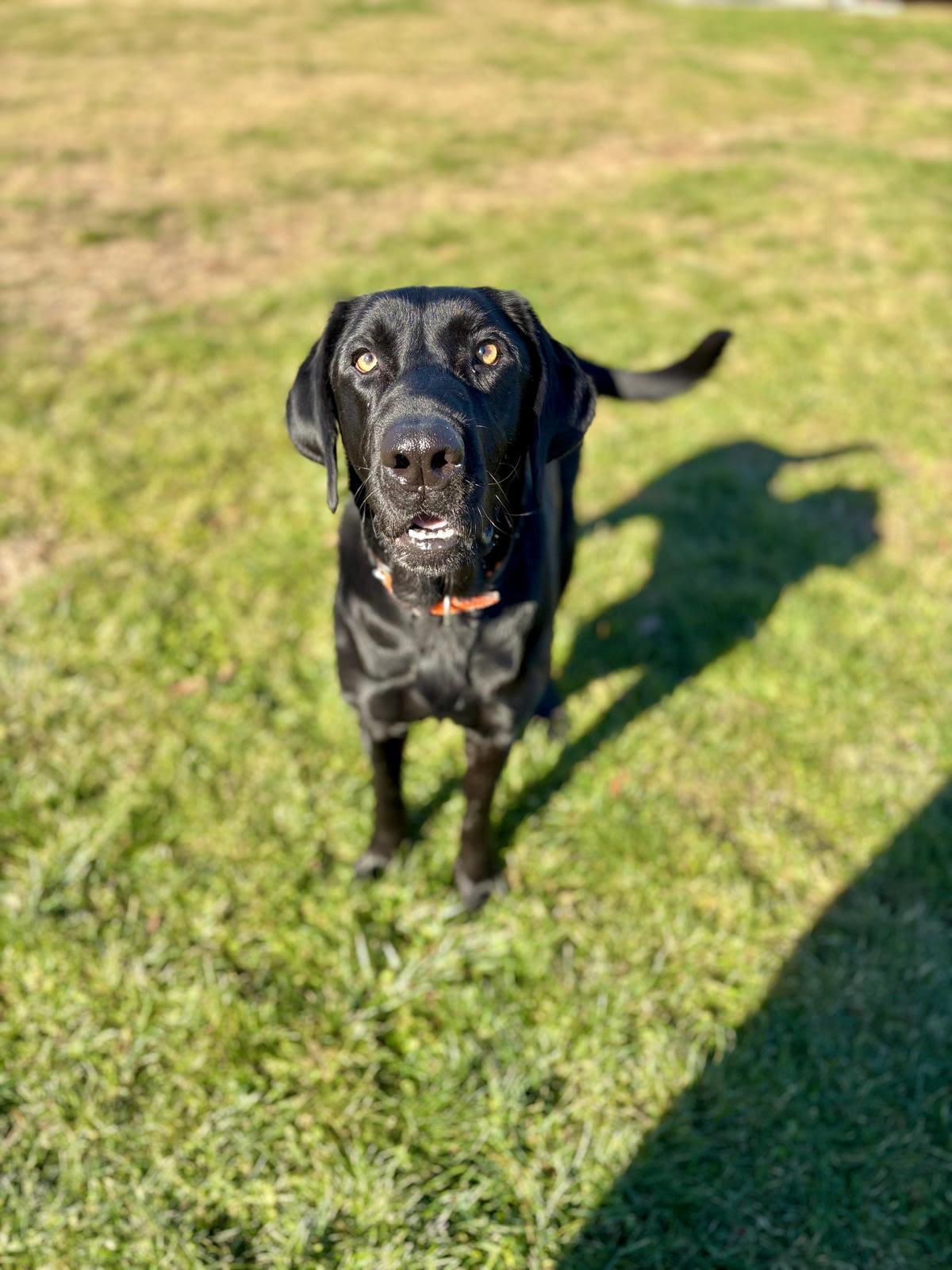 Enlarge Macy, a ADOPTABLE mixed breed in Brattleboro, VT image 2/3