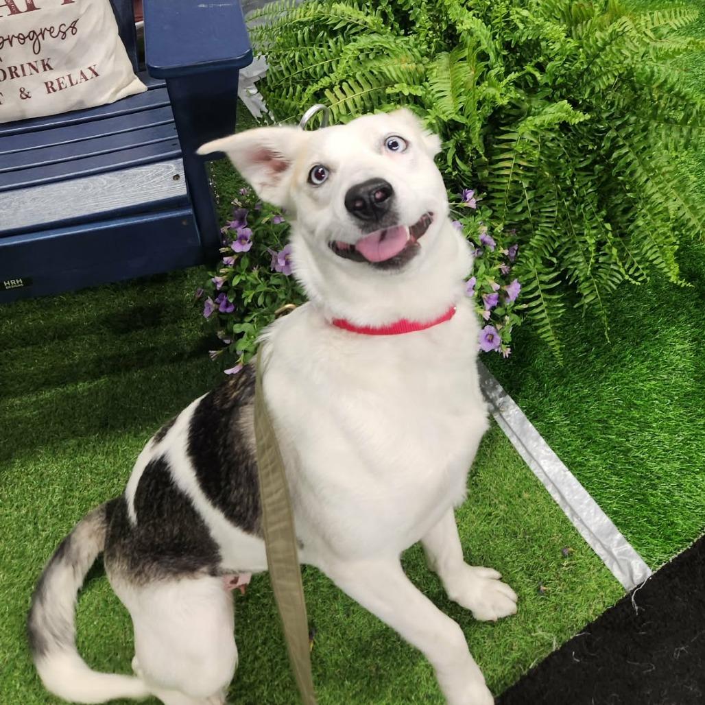 Maisey Moo LM — thumbnail 2