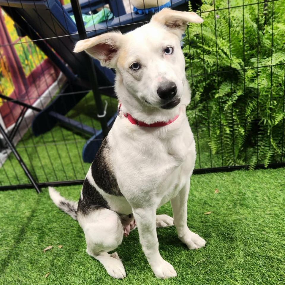 Maisey Moo LM — thumbnail 3