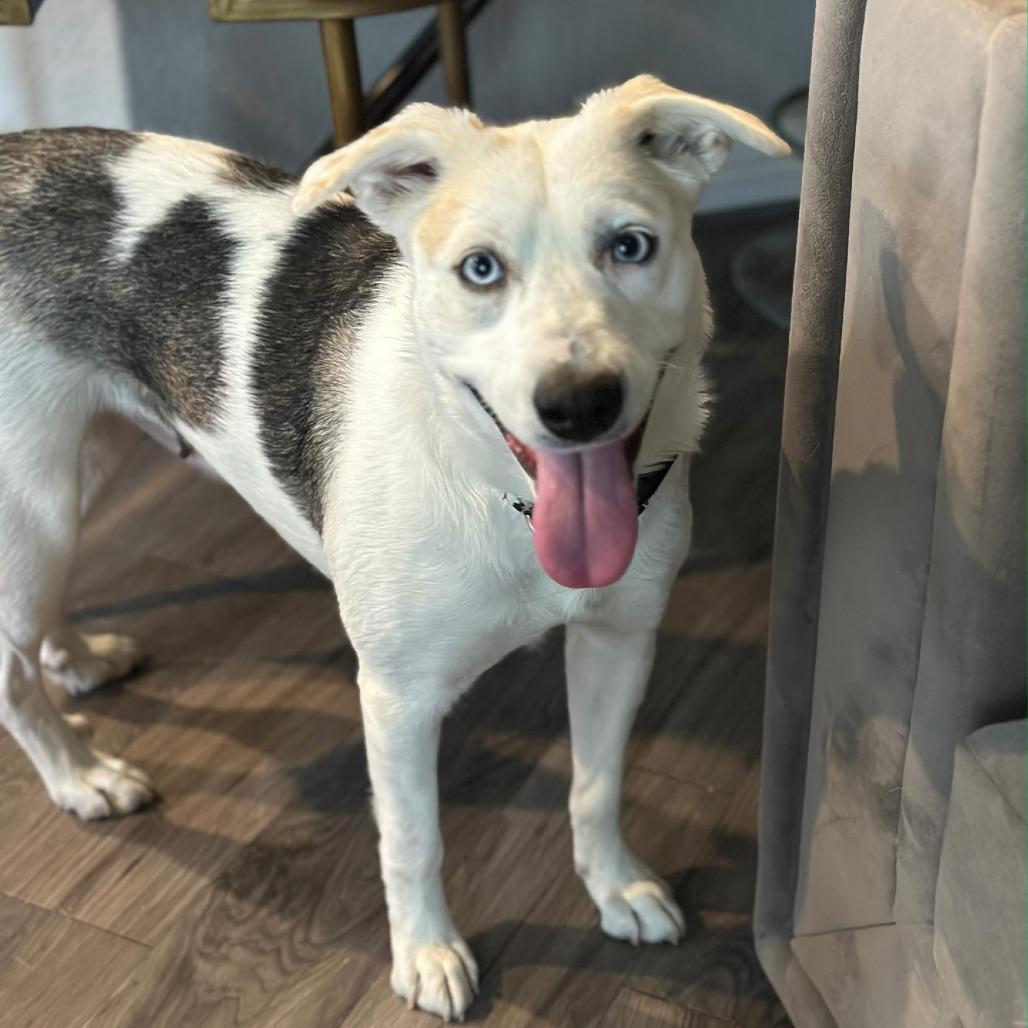 Maisey Moo LM — thumbnail 4