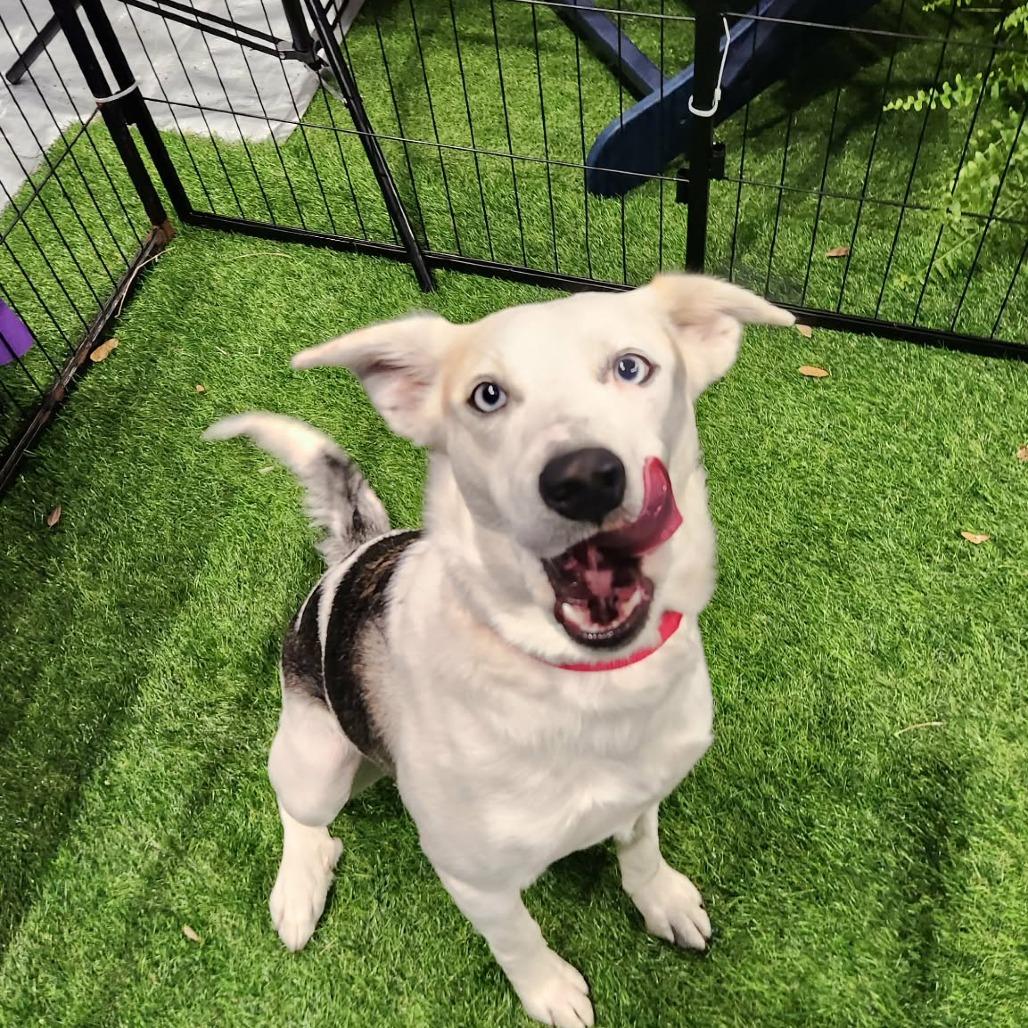 Maisey Moo LM — thumbnail 6