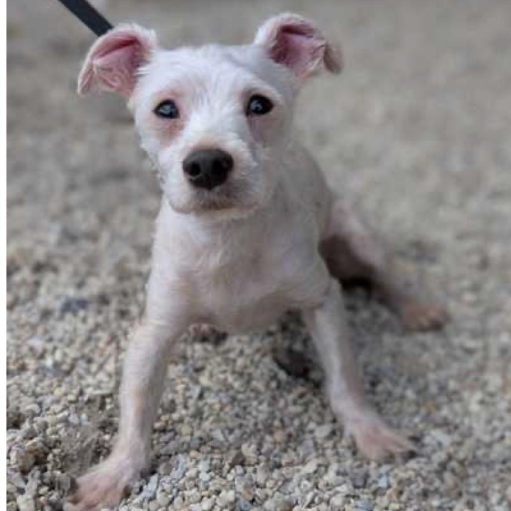 Maxx Rebo, a Adoptable mixed breed in Gulfport, MS image 1/6