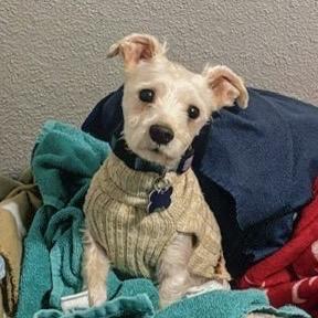 Maxx Rebo, Adoptable, Adult Male Maltese & Poodle.