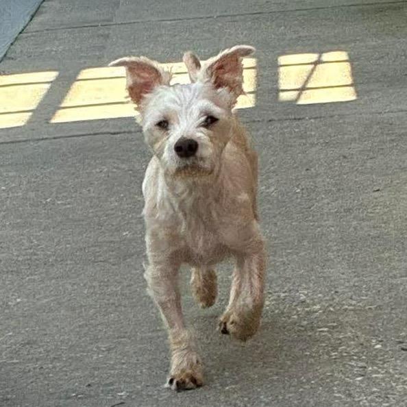 Enlarge Maxx Rebo, a Adoptable mixed breed in Gulfport, MS image 5/6