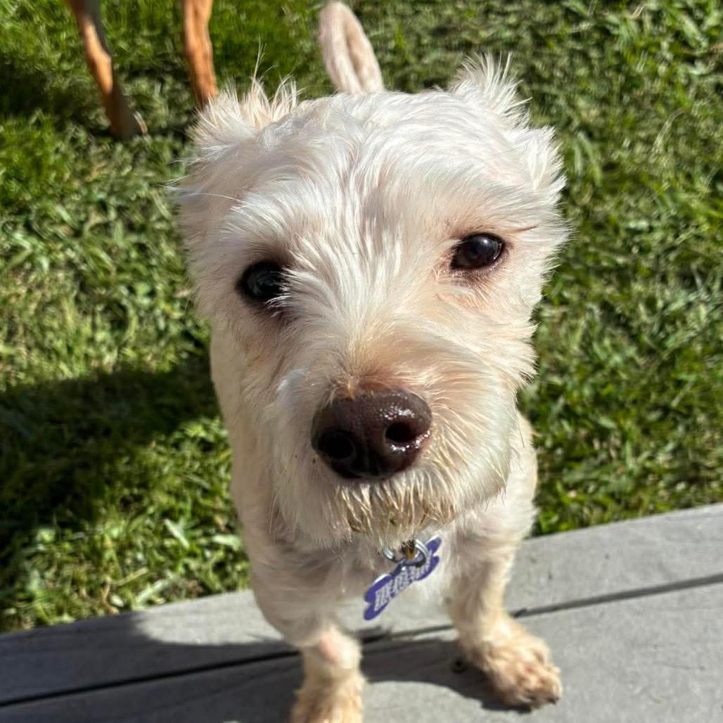 Enlarge Maxx Rebo, a Adoptable mixed breed in Gulfport, MS image 6/6