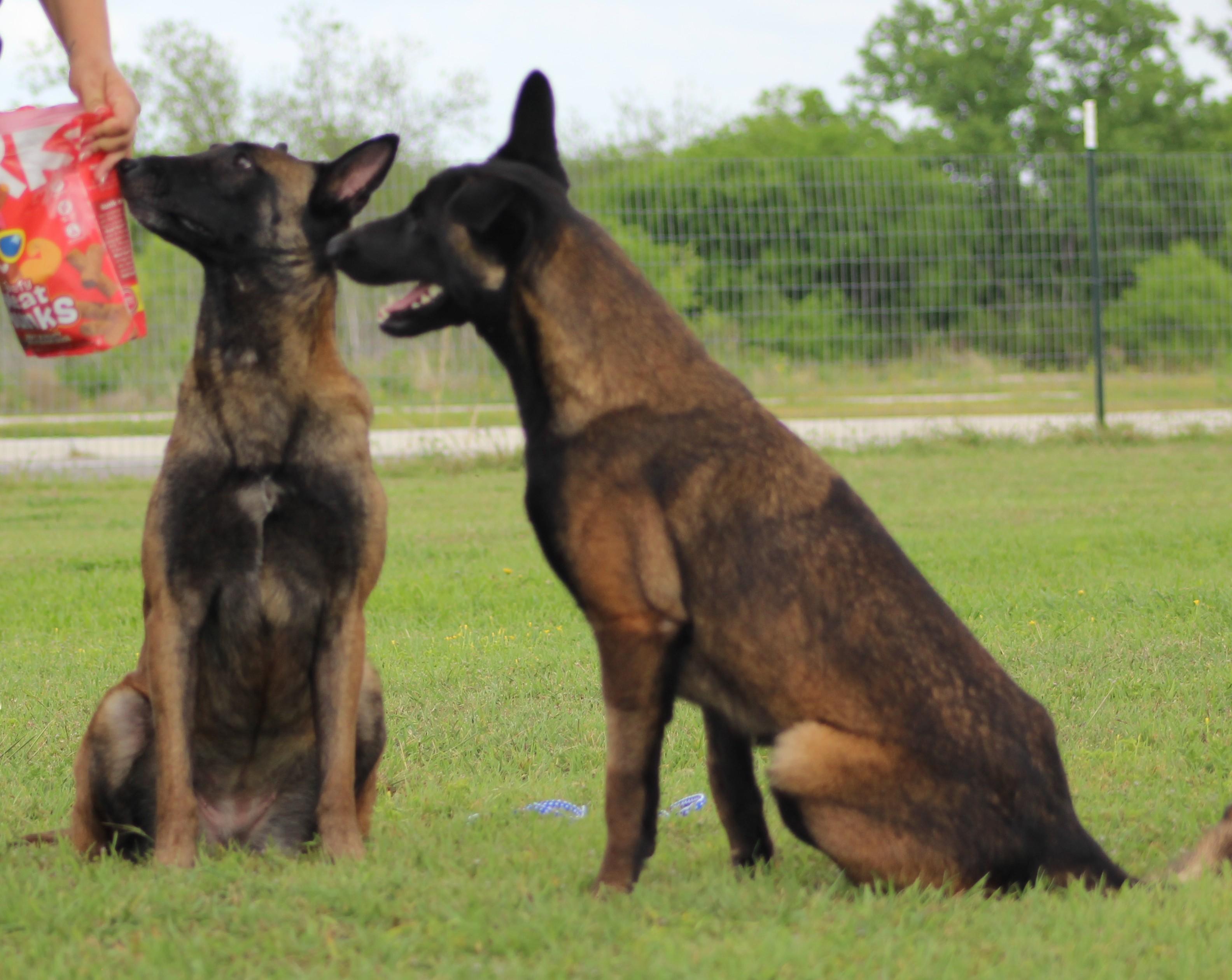 Katie, a ADOPTABLE Belgian Shepherd / Malinois in Temple, TX image 4/6