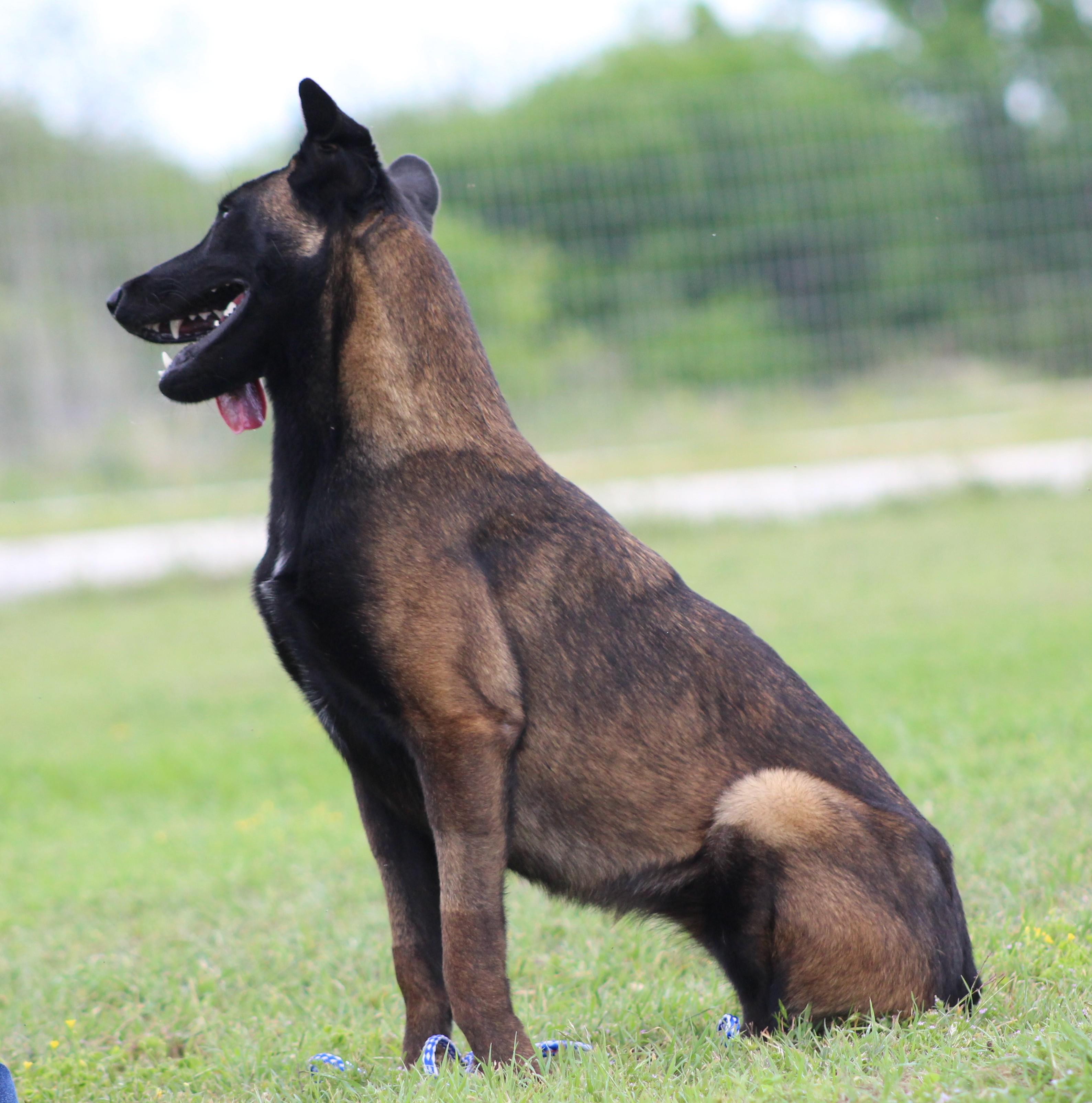 Katie, a ADOPTABLE Belgian Shepherd / Malinois in Temple, TX image 6/6