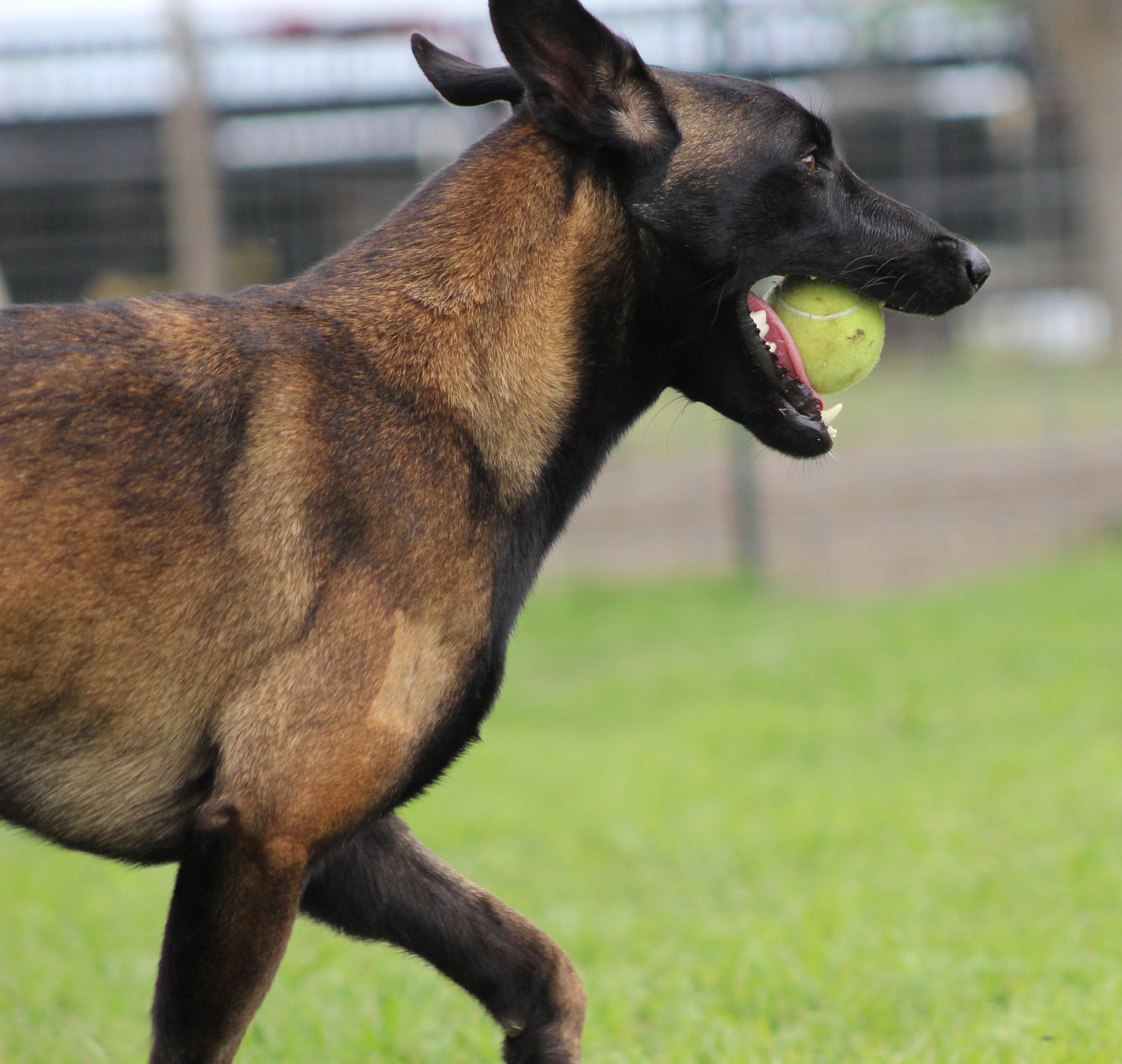 Katie, a ADOPTABLE Belgian Shepherd / Malinois in Temple, TX image 3/6