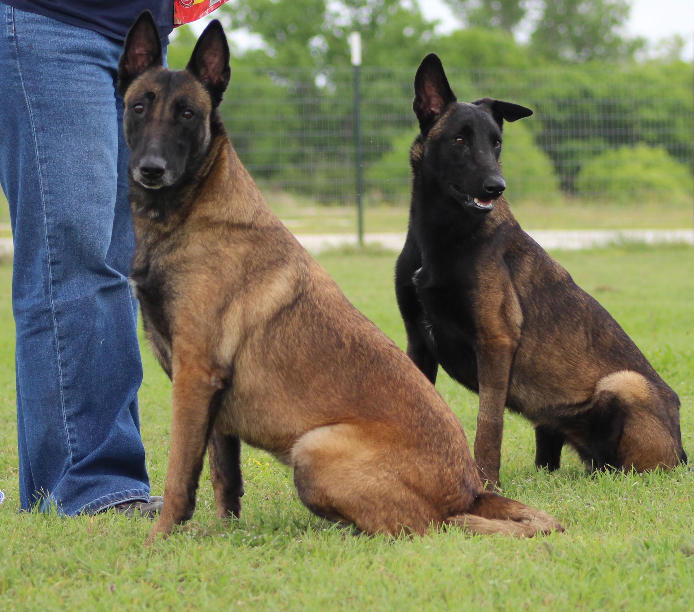 Katie, a ADOPTABLE Belgian Shepherd / Malinois in Temple, TX image 5/6