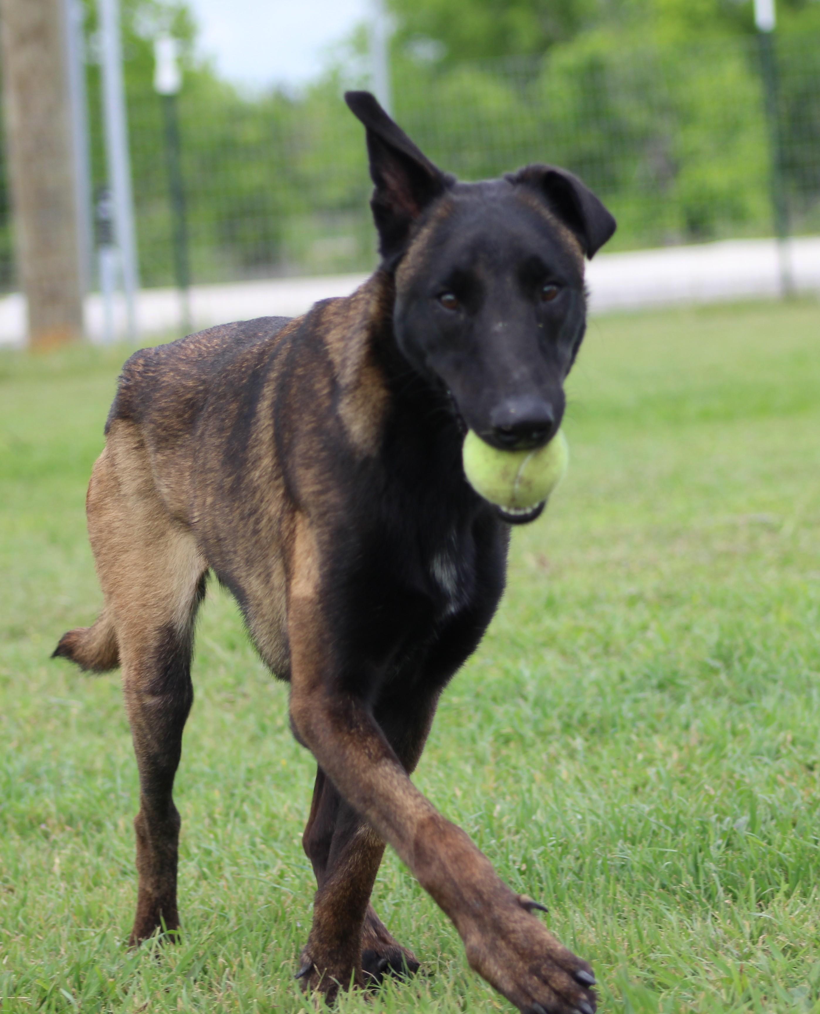 Katie, a ADOPTABLE Belgian Shepherd / Malinois in Temple, TX image 1/6