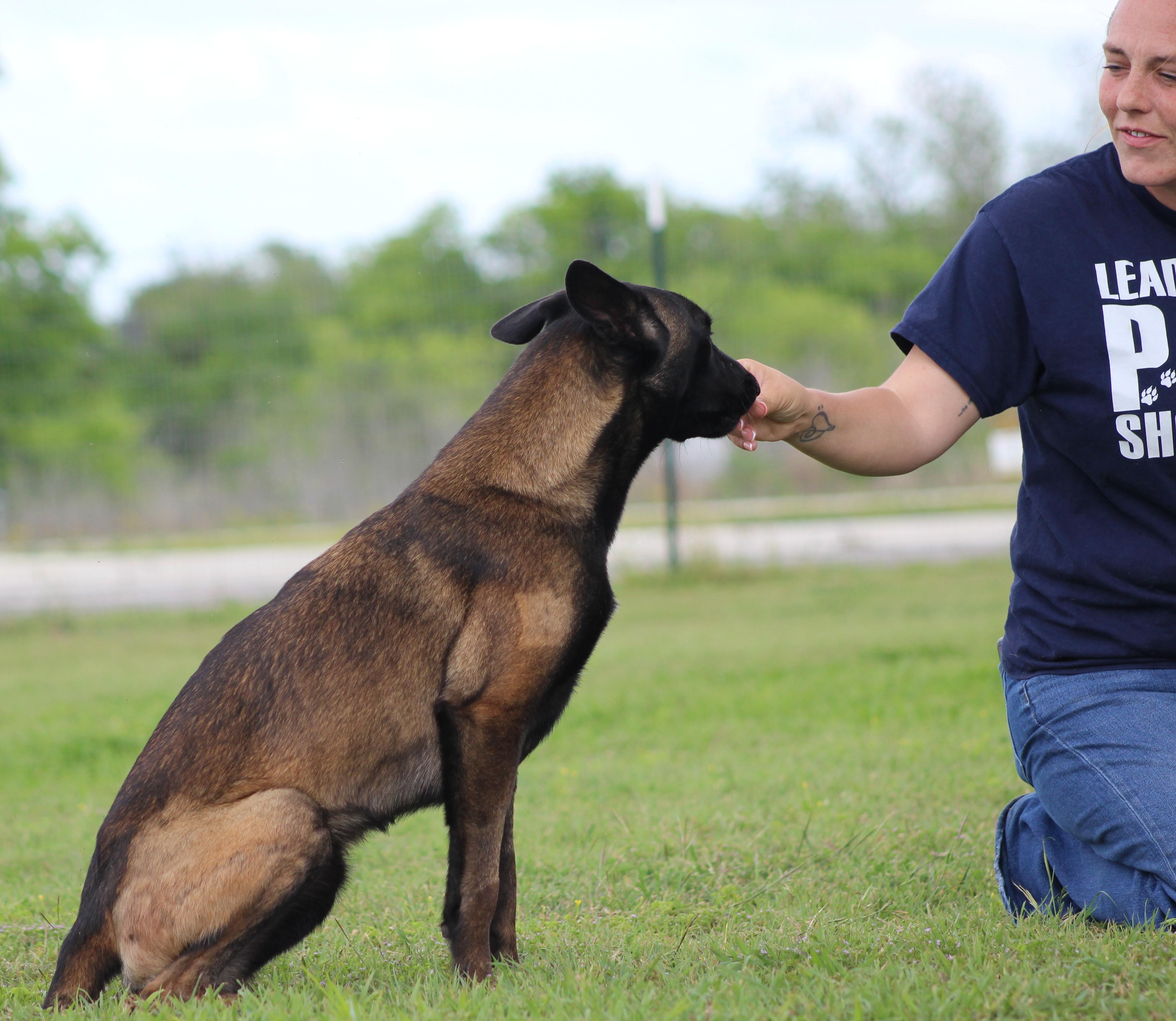 Katie, a ADOPTABLE Belgian Shepherd / Malinois in Temple, TX image 2/6