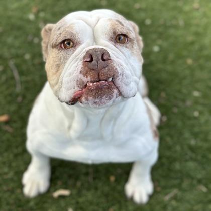 Enlarge Miley, an adoptable mixed breed in Red Bluff, CA image 2/3