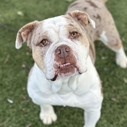 Enlarge Miley, an adoptable mixed breed in Red Bluff, CA image 1/3