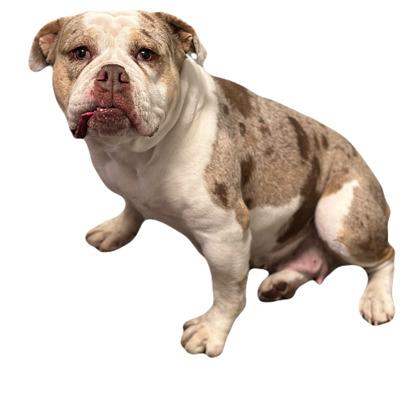 Enlarge Miley, an adoptable mixed breed in Red Bluff, CA image 3/3