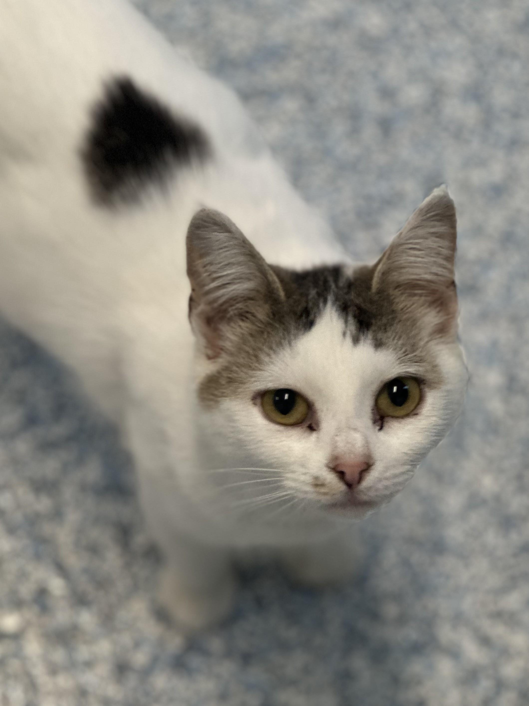 Enlarge Brooke *UPDATED PICS & BIO, an adopted Domestic Short Hair in Stafford, VA image 1/3