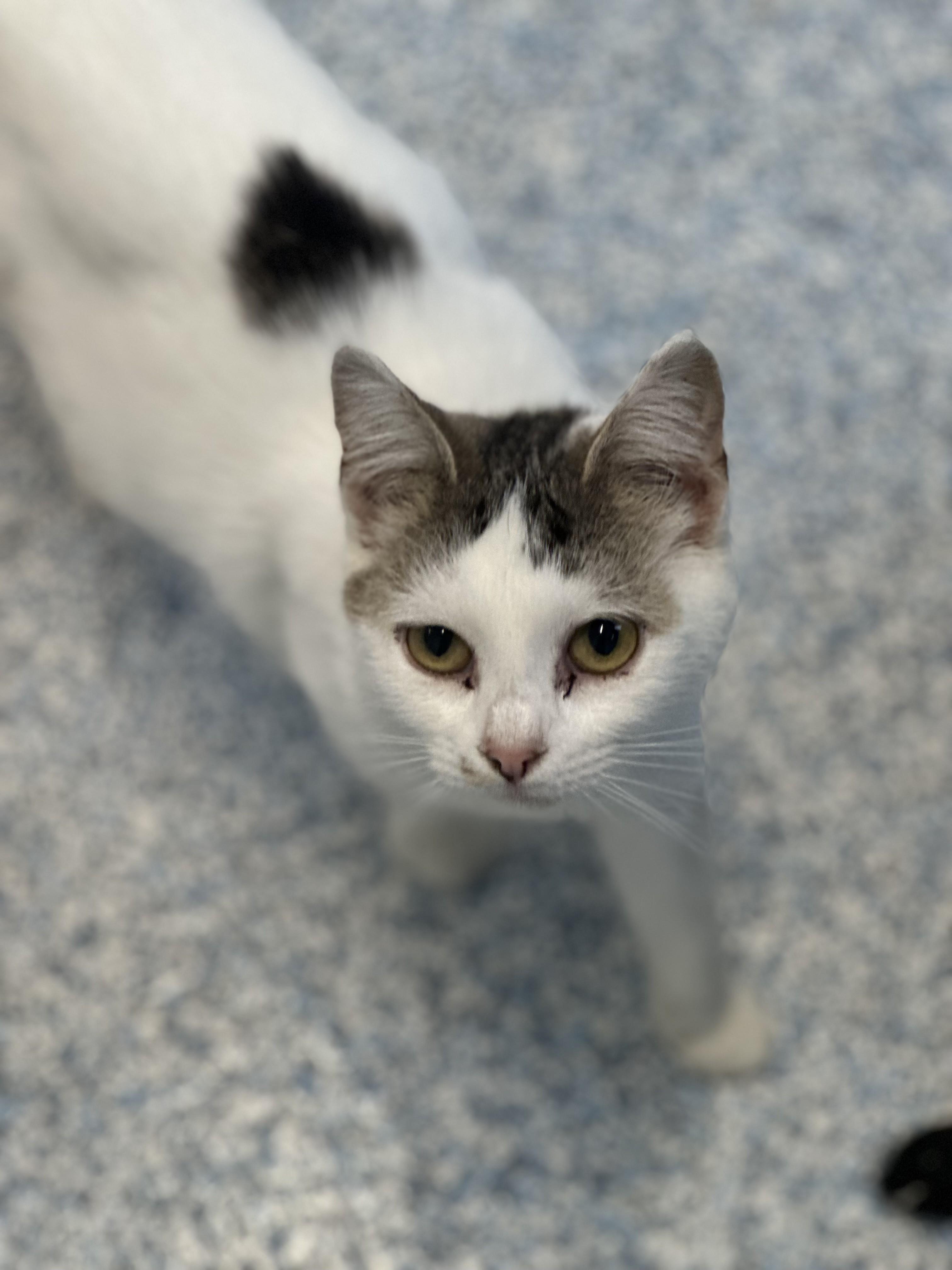 Enlarge Brooke *UPDATED PICS & BIO, an adopted Domestic Short Hair in Stafford, VA image 3/3