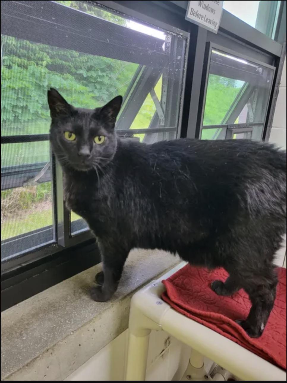 Enlarge Arty, an adopted Domestic Short Hair in Homer, AK image 1/2