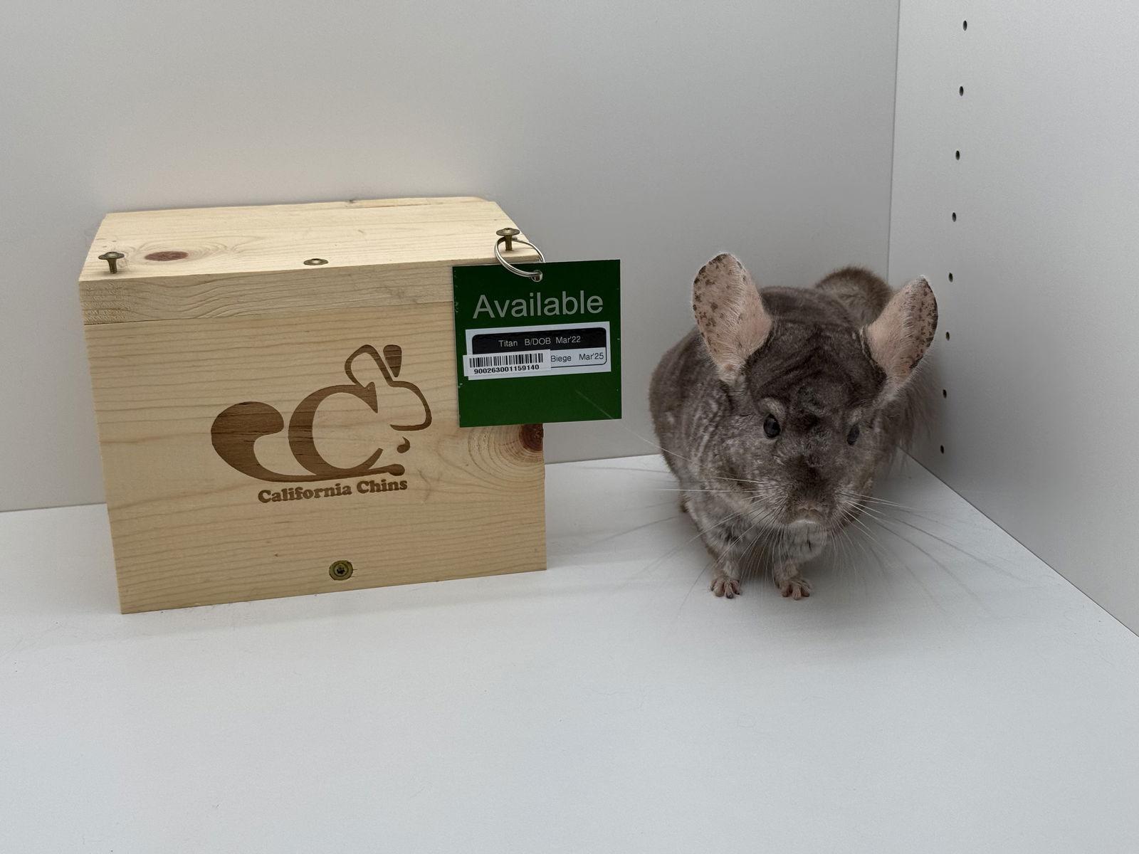 Enlarge Titan, a Adoptable Chinchilla in Sunnyvale, CA image 1/3