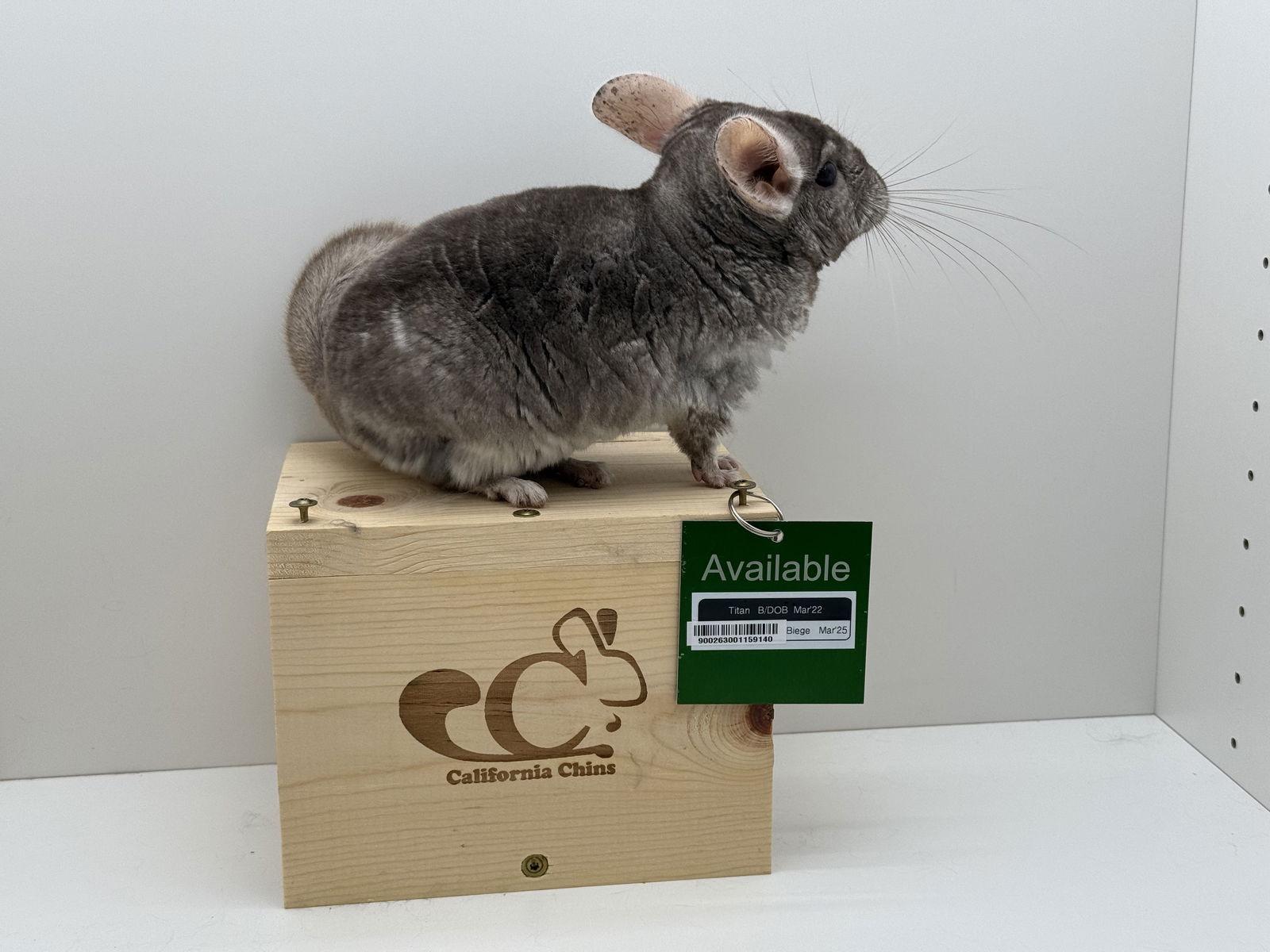 Enlarge Titan, a Adoptable Chinchilla in Sunnyvale, CA image 2/3