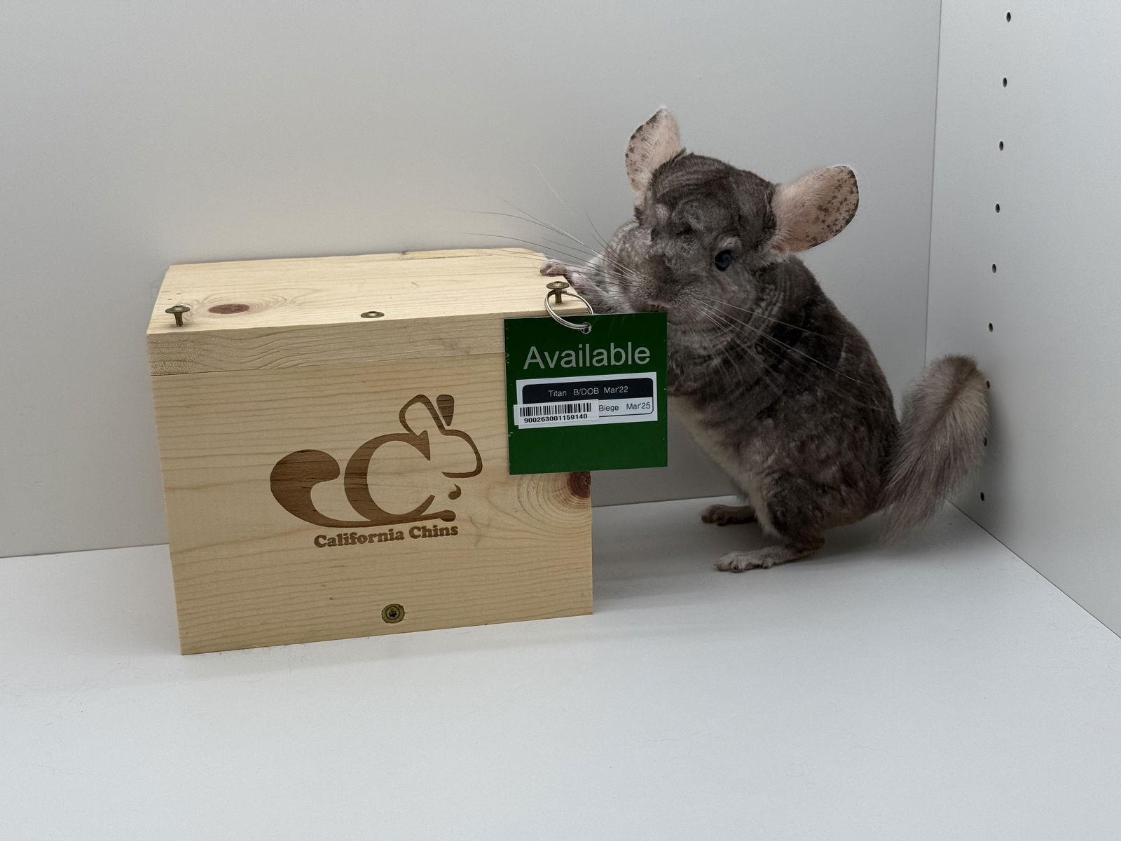 Enlarge Titan, a Adoptable Chinchilla in Sunnyvale, CA image 3/3